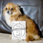 Personalised Puppy Cards: For Milestone Moments (24 Pack) - Image 5