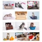 Personalised 'Cats & Kittens' A4 Wall Calendar - Image 2