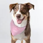 Personalised 'Princess' Crown Motif Pink Dog Bandana - Image 2