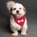 Personalised Polka Dot Design Red Dog Bandana