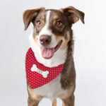 Personalised Polka Dot Design Red Dog Bandana - Image 2