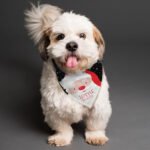Personalised Santa Design Dog Bandana