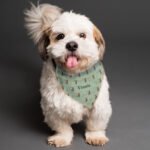 Personalised Highland Cow Design Dog Bandana - Image 2