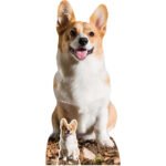Cute Corgi Dog Lifesize + Mini Cardboard Cutout / Standee