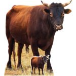 Young Bull (Farm Animal) Large + Mini Cardboard Cutout / Standee