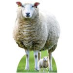 Sheep (Farm Animal) Large + Mini Cardboard Cutout / Standee