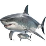 Real Shark Large + Mini Cardboard Cutout / Standee