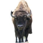 Bison 'Buffalo' Large Cardboard Cutout / Standee