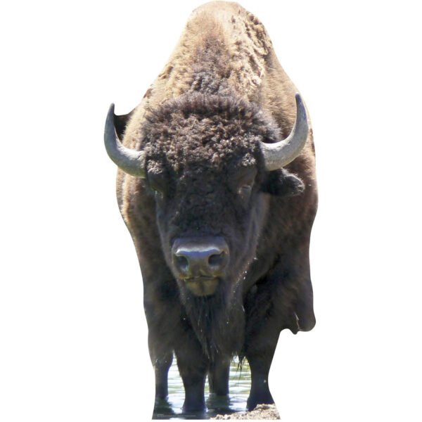 Bison 'Buffalo' Large Cardboard Cutout / Standee