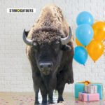Bison 'Buffalo' Large Cardboard Cutout / Standee - Image 3