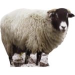 Sheep Small Cardboard Cutout / Standee