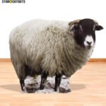 Sheep Small Cardboard Cutout / Standee - Image 4