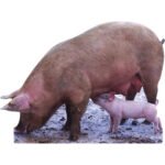 Pig & Piglet Lifesize Cardboard Cutout / Standee