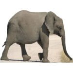 Baby Elephant Large Cardboard Cutout / Standee