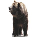 Brown Bear Large Cardboard Cutout / Standee