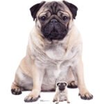 Pug Dog Large + Mini Cardboard Cutout / Standee