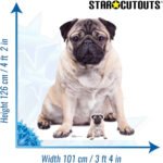 Pug Dog Large + Mini Cardboard Cutout / Standee - Image 3