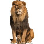 Adult Male Lion 'Sitting' Large + Mini Cardboard Cutout / Standee