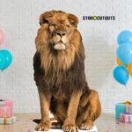 Adult Male Lion 'Sitting' Large + Mini Cardboard Cutout / Standee - Image 4
