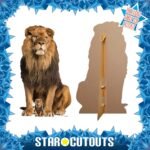 Adult Male Lion 'Sitting' Large + Mini Cardboard Cutout / Standee - Image 2