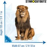 Adult Male Lion 'Sitting' Large + Mini Cardboard Cutout / Standee - Image 3