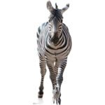 Adult Zebra Large + Mini Cardboard Cutout / Standee