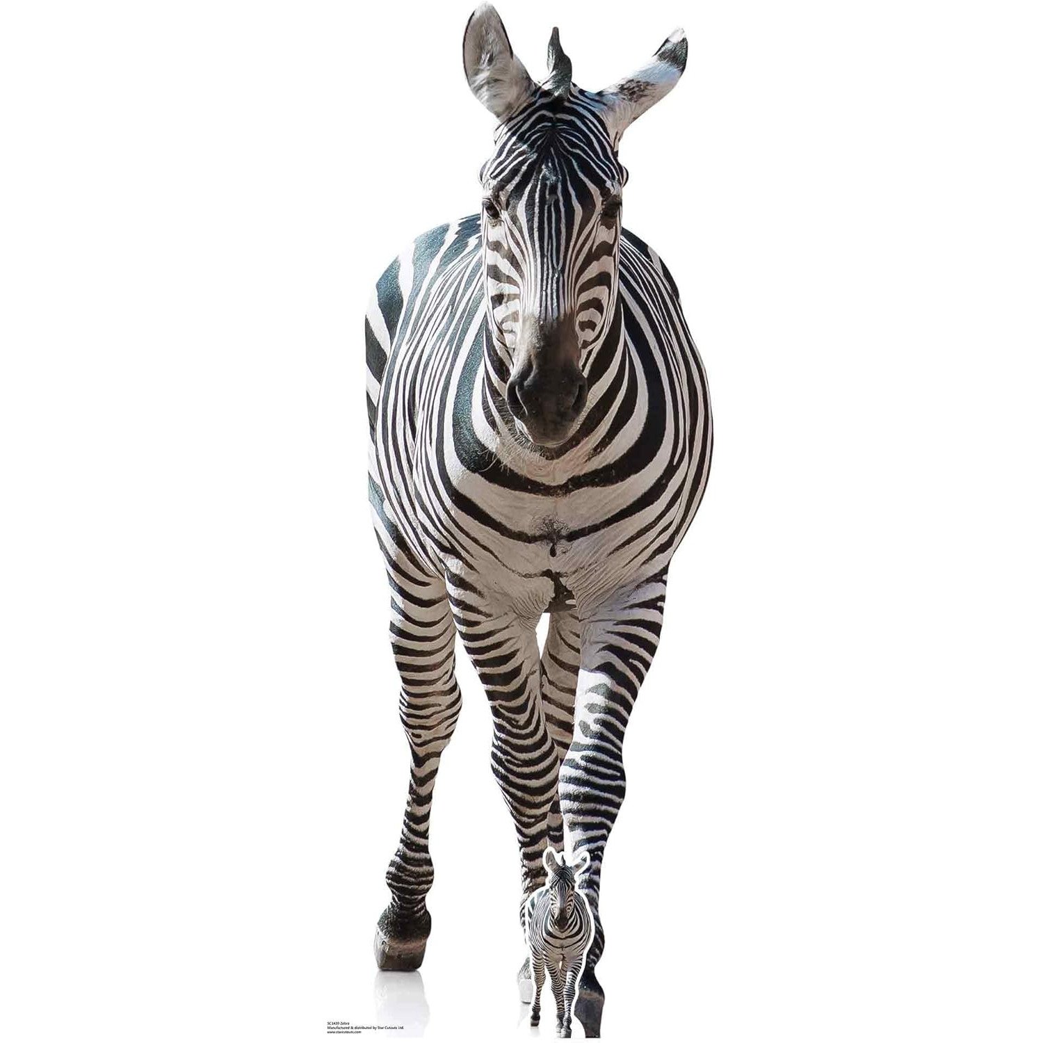 SC1439 Adult Zebra Large + Mini Cardboard Cutout Standee Adult Zebra Large + Mini Cardboard Cutout / Standee - Image 1