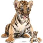 Bengal Tiger Cub Small + Mini Cardboard Cutout / Standee