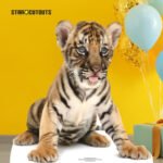 Bengal Tiger Cub Small + Mini Cardboard Cutout / Standee - Image 4