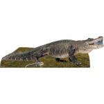 Fresh Water Alligator Large + Mini Cardboard Cutout / Standee