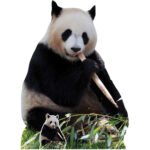 Giant Panda 'Eating' Large + Mini Cardboard Cutout / Standee
