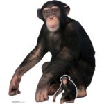Chimpanzee 'Sitting' Lifesize + Mini Cardboard Cutout / Standee