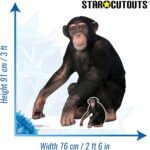 Chimpanzee 'Sitting' Lifesize + Mini Cardboard Cutout / Standee - Image 3