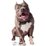 Number One 'Pet Pit Bull' (Star Trek: Picard) Official Lifesize + Mini Cardboard Cutout / Standee