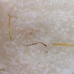 Ancient Wisdom Lemon, Ginger & Orange Himalayan Bath Salt Blend 500g - Energise - Image 3