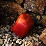 Ancient Wisdom Crystal Elemental Soap - Flames & Fire - Image 3