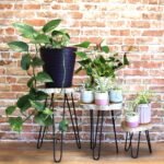 Ancient Wisdom Set of 3 Whitewash Gamal Wood Plant Stands - Image 4
