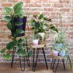 Ancient Wisdom Set of 3 Natural Gamal Wood Plant Stands - Image 5