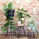 Ancient Wisdom Set of 3 Natural Gamal Wood Plant Stands - Image 2