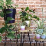 Ancient Wisdom Set of 3 Natural Gamal Wood Plant Stands - Image 3