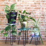Ancient Wisdom Set of 3 Albasia Wood Turtles Plant Stands - Image 5