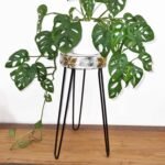 Ancient Wisdom Albasia Wood Plant Stand – Whitewash - Image 2