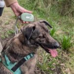 PAW Pocket Pod Pet Leash (1.5M) – Green - Image 4