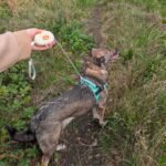 PAW Pocket Pod Pet Leash (1.5M) - White & Orange - Image 2