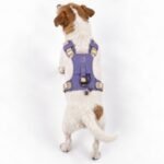PAW Small (4-8Kg) Dog Step-in Guardian Harness with Reflective Mesh (Lavender) - Amethyst Charm - Image 11