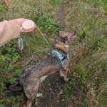 PAW Pocket Pod Pet Leash (1.5M) – Pink - Image 5