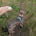 PAW Pocket Pod Pet Leash (1.5M) – Green - Image 7