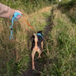 PAW Elephant Strap Pet Leash (2M) – Blue & Orange - Image 10